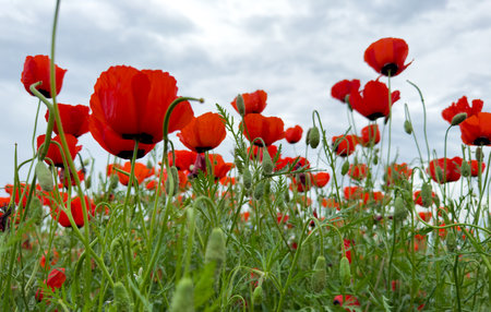 Beautiful flowers of red poppies in the mountains.の写真素材