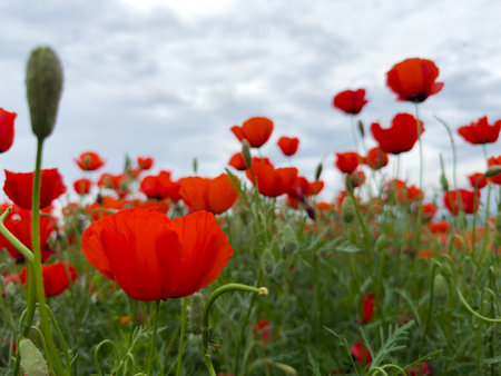Poppy field in the mountains against a dramatic sky. Kyrgyzstan.の写真素材