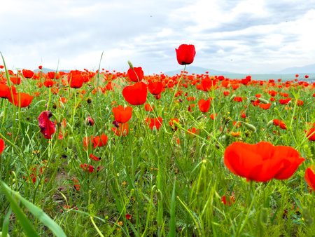 Beautiful flowers of red poppies in the mountains.の写真素材