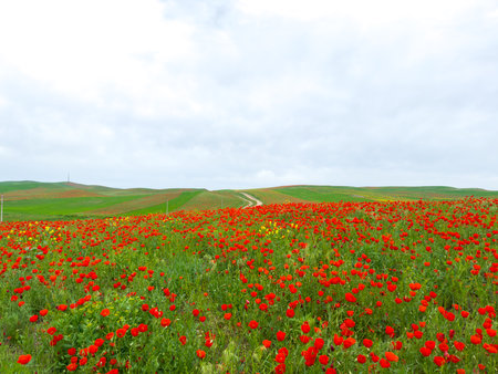 Poppy field in the mountains against a dramatic sky. Kyrgyzstan.の写真素材