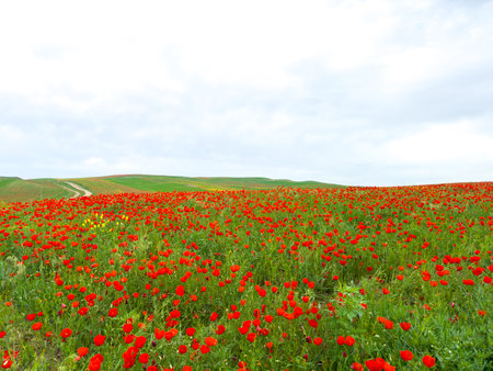 Poppy field in the mountains against a dramatic sky. Kyrgyzstan.の写真素材