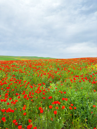 Poppy field in the mountains against a dramatic sky. Kyrgyzstan.の写真素材