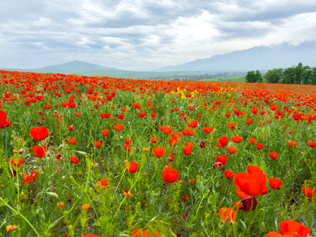Beautiful flowers of red poppies in the mountains.の写真素材