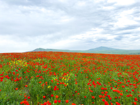 Poppy field in the mountains against a dramatic sky. Kyrgyzstan.の写真素材