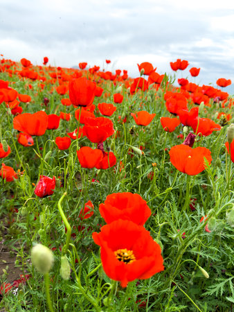 Beautiful flowers of red poppies in the mountains.の写真素材