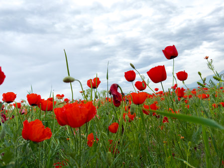 Poppy field in the mountains against a dramatic sky. Kyrgyzstan.の写真素材