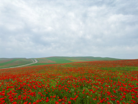 Beautiful flowers of red poppies in the mountains.の写真素材