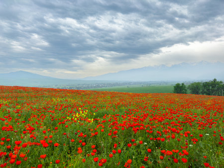 Poppy field in the mountains against a dramatic sky. Kyrgyzstan.の写真素材