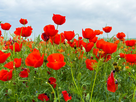 Beautiful flowers of red poppies in the mountains.の写真素材