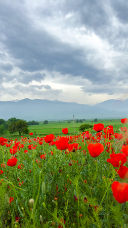 Poppy field in the mountains against a dramatic sky. Kyrgyzstan.の写真素材