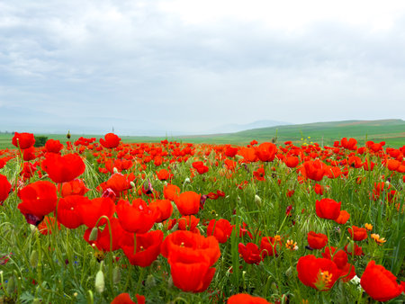 Beautiful flowers of red poppies in the mountains.の写真素材