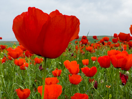 Beautiful flowers of red poppies in the mountains.の写真素材