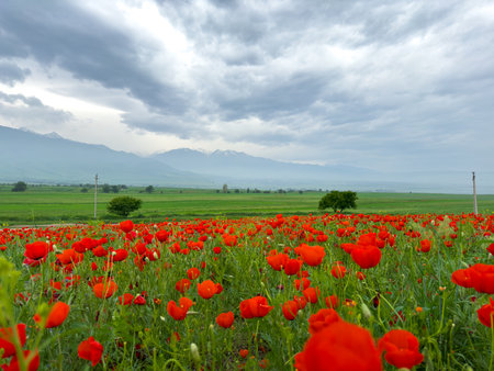 Poppy field in the mountains against a dramatic sky. Kyrgyzstan.の写真素材