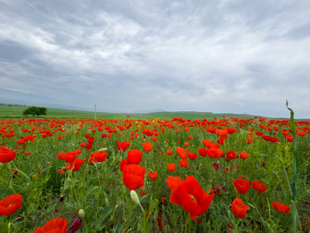 Beautiful flowers of red poppies in the mountains.の写真素材
