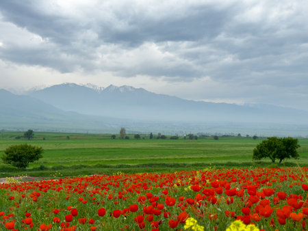 Beautiful flowers of red poppies in the mountains.の写真素材