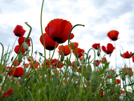 Beautiful flowers of red poppies in the mountains.の写真素材