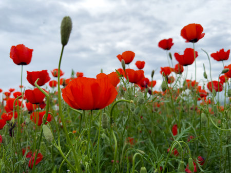 Beautiful flowers of red poppies in the mountains.の写真素材