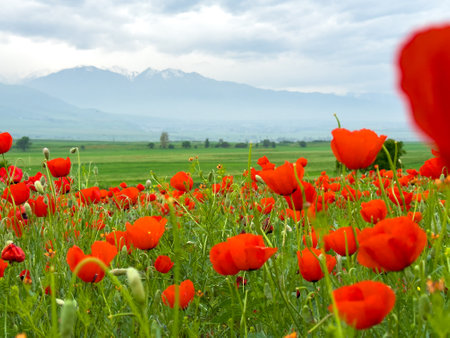 Beautiful flowers of red poppies in the mountains.の写真素材