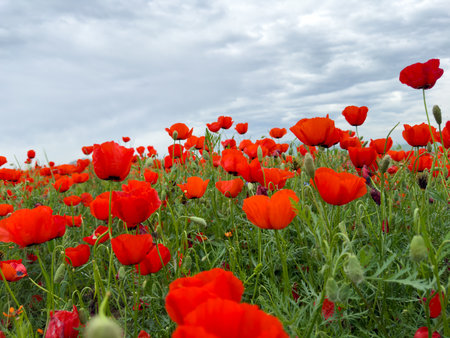Beautiful flowers of red poppies in the mountains.の写真素材