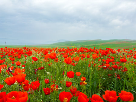 Beautiful flowers of red poppies in the mountains.の写真素材