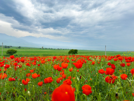 Poppy field in the mountains against a dramatic sky. Kyrgyzstan.の写真素材