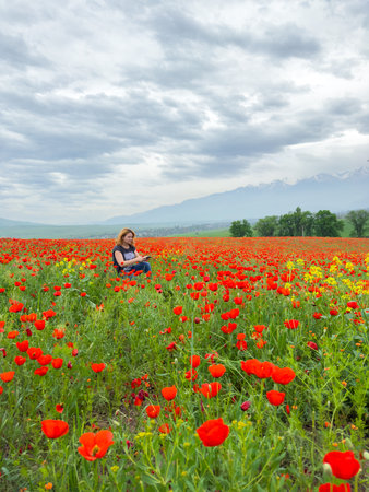 Beautiful flowers of red poppies in the mountains.の写真素材
