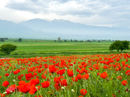 Beautiful flowers of red poppies in the mountains.の写真素材