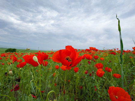 Beautiful flowers of red poppies in the mountains.の写真素材