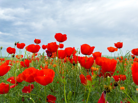Beautiful flowers of red poppies in the mountains.の写真素材