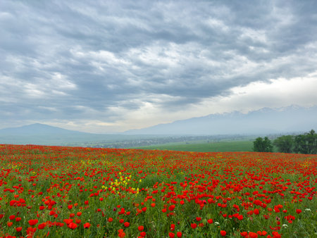 Poppy field in the mountains against a dramatic sky. Kyrgyzstan.の写真素材