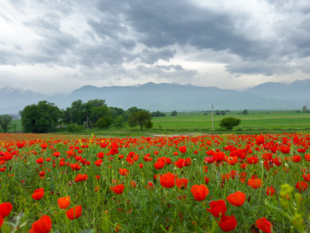 Poppy field in the mountains against a dramatic sky. Kyrgyzstan.の写真素材