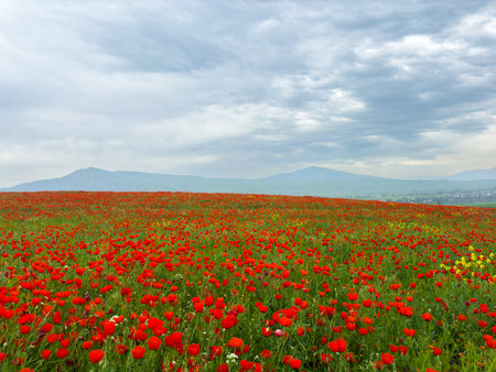 Beautiful flowers of red poppies in the mountains.の写真素材