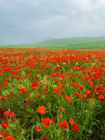 Beautiful flowers of red poppies in the mountains.の写真素材