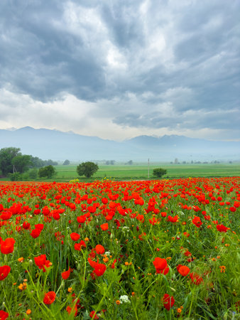 Poppy field in the mountains against a dramatic sky. Kyrgyzstan.の写真素材