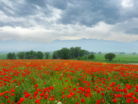 Poppy field in the mountains against a dramatic sky. Kyrgyzstan.の写真素材