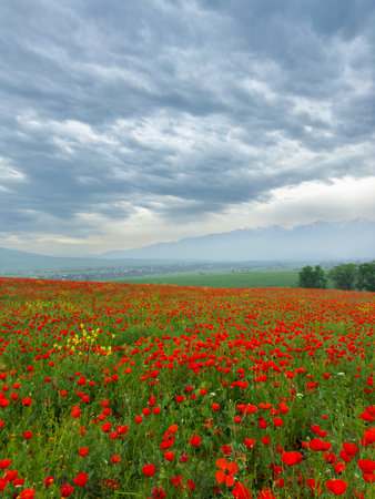 Poppy field in the mountains against a dramatic sky. Kyrgyzstan.の写真素材
