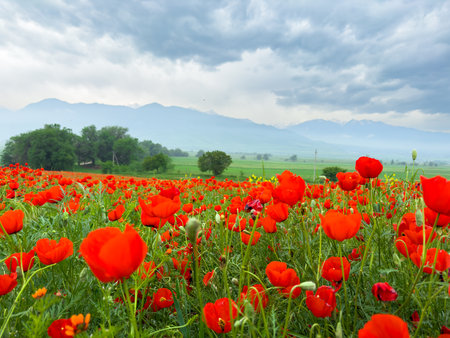 Poppy field in the mountains against a dramatic sky. Kyrgyzstan.の写真素材