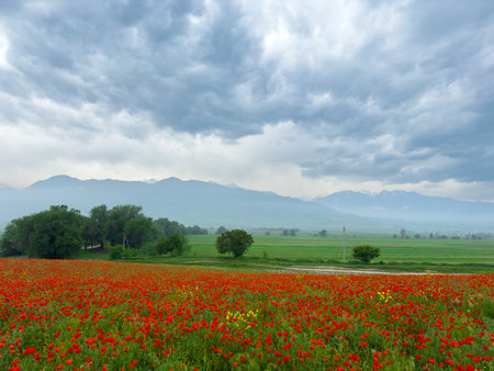 Poppy field in the mountains against a dramatic sky. Kyrgyzstan.の写真素材