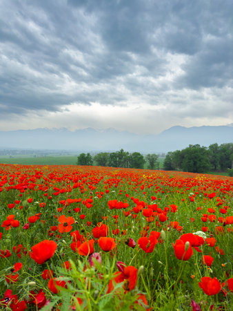 Poppy field in the mountains against a dramatic sky. Kyrgyzstan.の写真素材