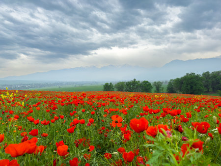 Poppy field in the mountains against a dramatic sky. Kyrgyzstan.の写真素材