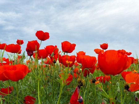 Beautiful flowers of red poppies in the mountains.の写真素材