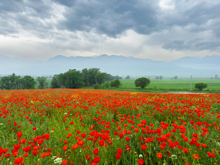 Poppy field in the mountains against a dramatic sky. Kyrgyzstan.の写真素材