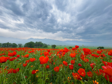 Poppy field in the mountains against a dramatic sky. Kyrgyzstan.の写真素材