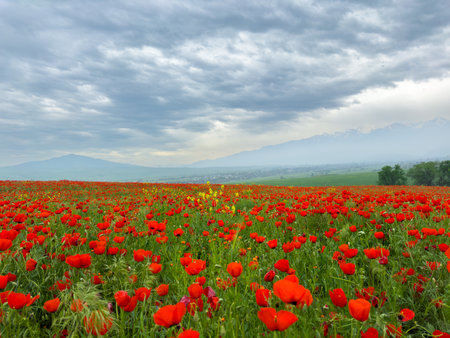 Poppy field in the mountains against a dramatic sky. Kyrgyzstan.の写真素材