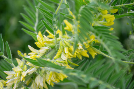 Astragalus close-up. Also called milk vetch, goat's-thorn or vine-like. Spring green background. Wild plant.の写真素材