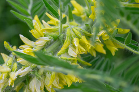 Astragalus close-up. Also called milk vetch, goat's-thorn or vine-like. Spring green background. Wild plant.の写真素材
