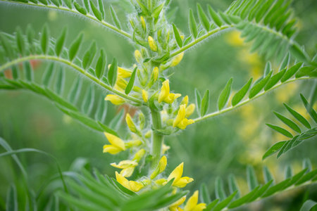 Astragalus close-up. Also called milk vetch, goat's-thorn or vine-like. Spring green background. Wild plant.の写真素材