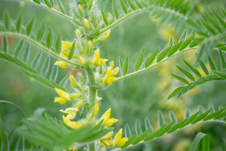 Astragalus close-up. Also called milk vetch, goat's-thorn or vine-like. Spring green background. Wild plant.の写真素材