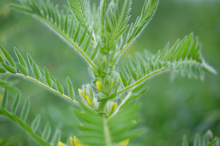 Astragalus close-up. Also called milk vetch, goat's-thorn or vine-like. Spring green background. Wild plant.の写真素材