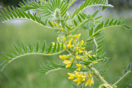 Astragalus close-up. Also called milk vetch, goat's-thorn or vine-like. Spring green background. Wild plant.の写真素材